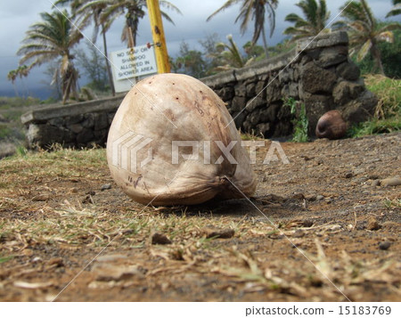 Coconuts washed ashore Coconuts washed ashore 15183769