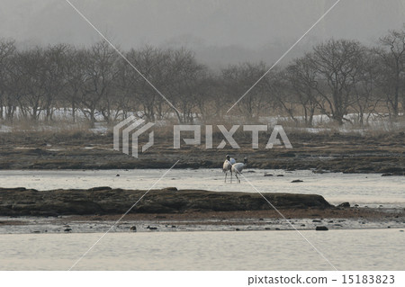 Kiritappu moor in the evening 15183823
