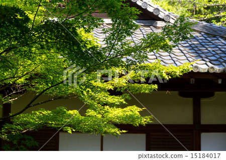 Fresh green - Blue sanctuary monster track 15184017