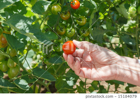 Tomato   15184079