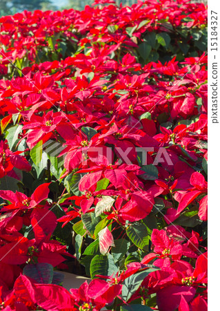 Red poinsettia flower in the garden Red poinsettia flower in the garden 15184327