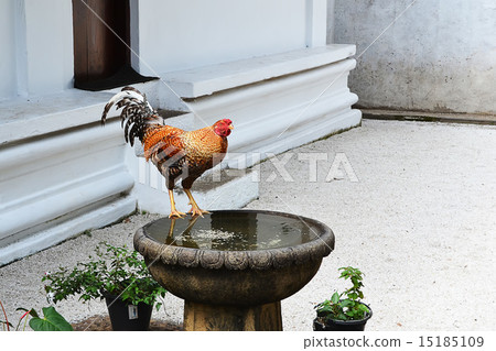 colorful cock sitting on stone fountain photo colorful cock sitting on stone fountain photo 15185109