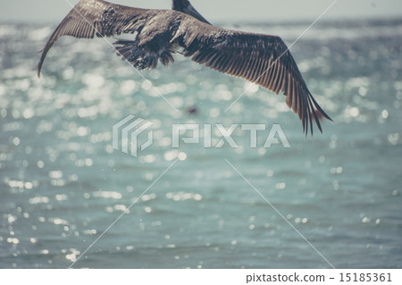 Pelican Pelican 15185361