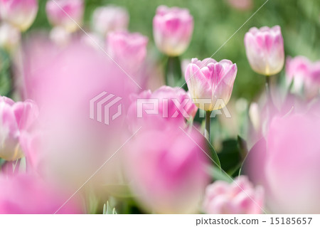 鬱金香品種（交響樂） 15185657