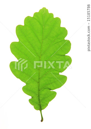 Oak leaf 15185786