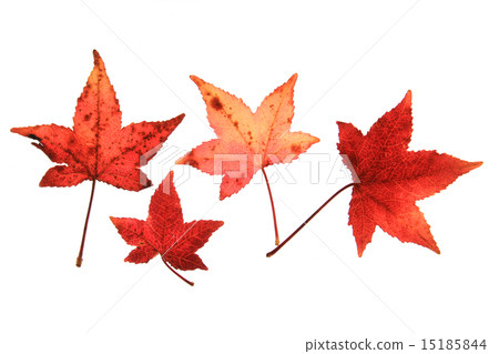 Sweetgum Liquidambar Sweetgum Liquidambar 15185844