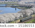 Cherry blossoms and trains and rivers 15186553
