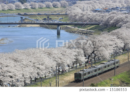 Cherry blossoms and trains and rivers 15186553