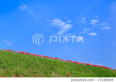 Early morning starfish 15186684