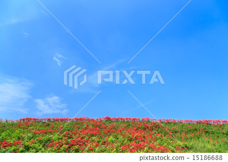 Early morning starfish 15186688