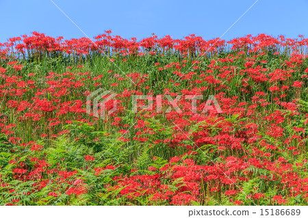 Early morning starfish 15186689