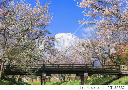 Cherry blossoms of Oshino 15186882