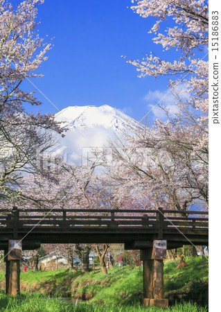 Cherry blossoms of Oshino (vertical) 15186883