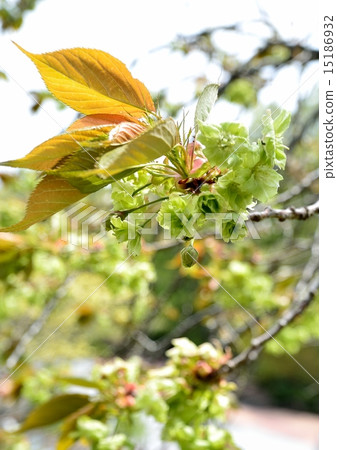 綠色的櫻花在新鮮的綠色春天綻放綠色的櫻花盛開。 15186932