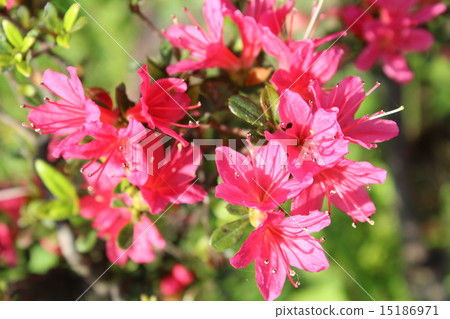 在公園採取的新鮮的豪華的桃紅色花 15186971