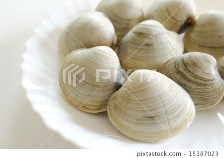 Honbinos貝類 Honbinos貝類 15187023