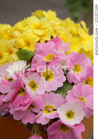 五顏六色盛開 15187184