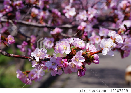 Chishima Sakura Chishima Sakura 15187339