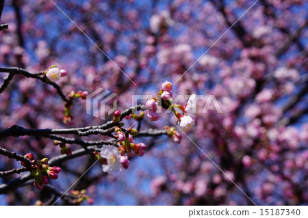 Chishima Sakura Chishima Sakura 15187340