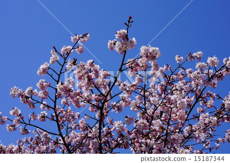 Chishima Sakura 15187344