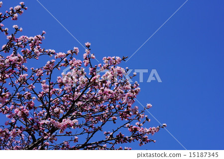 Chishima Sakura Chishima Sakura 15187345