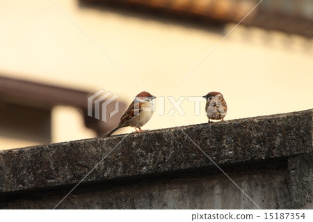 在籬芭上的麻雀 15187354