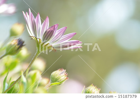 鮮花 鮮花 15187379
