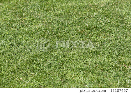 草坪 草坪 15187467