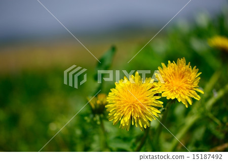 Spring fields and dandelions also beach 15187492