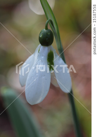 Snowdrop花和雨下落 15187558