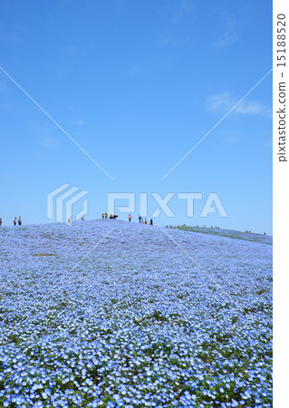 Nemophila國有的日立海灘公園的Nemophila 15188520