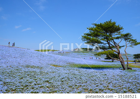 Nemophila國有的日立海灘公園的Nemophila 15188521