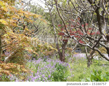 多彩多姿的春天 15188757