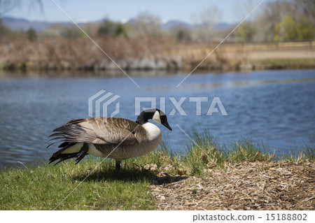 加拿大鴨 加拿大鴨 15188802