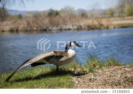 加拿大鴨 15188803