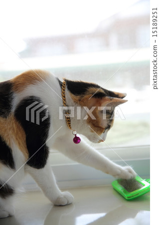Cat 15189251