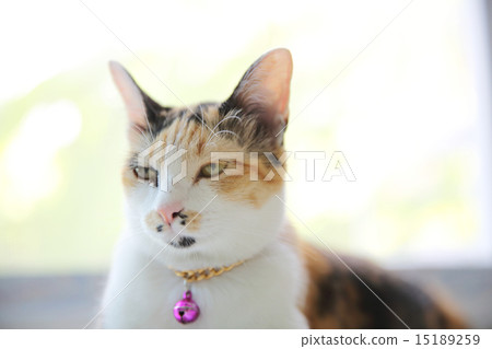 Cat 15189259