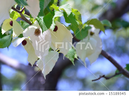 Unusual handkerchief tree flowers make you feel fresh Unusual handkerchief tree flowers make you feel fresh 15189345