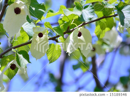 Unusual handkerchief tree flowers make you feel fresh Unusual handkerchief tree flowers make you feel fresh 15189346