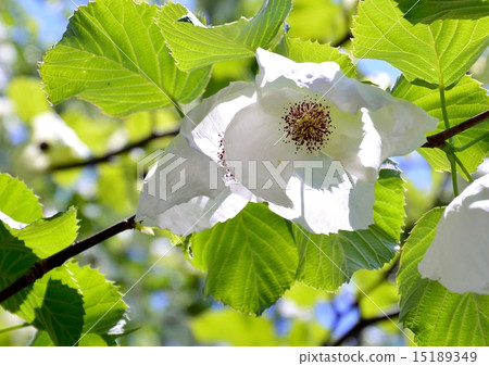 不尋常的手帕樹花讓你感覺清新 15189349