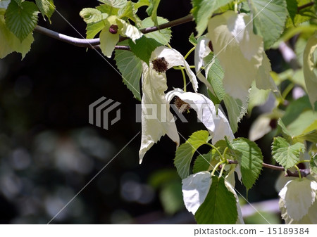 不尋常的手帕樹花讓你的感覺更明亮,更清新 不尋常的手帕樹花讓你的感覺更明亮,更清新 15189384