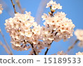 Sakura no Oka櫻花在公園 15189533