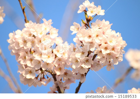 Sakura no Oka櫻花在公園 Sakura no Oka櫻花在公園 15189533