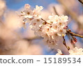 Sakura no Oka櫻花在公園 15189534