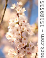 Sakura no Oka櫻花在公園 15189535