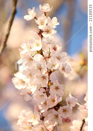 Sakura no Oka櫻花在公園 Sakura no Oka櫻花在公園 15189535