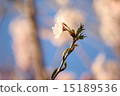 Sakura no Oka櫻花在公園 15189536