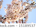 Sakura no Oka櫻花在公園 15189537