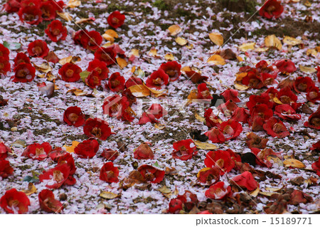 Camellia 51 15189771