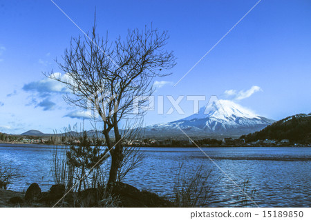 naked branches of a tree against blue sky  15189850